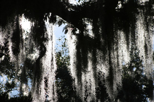 spanish moss