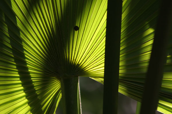 palm fan