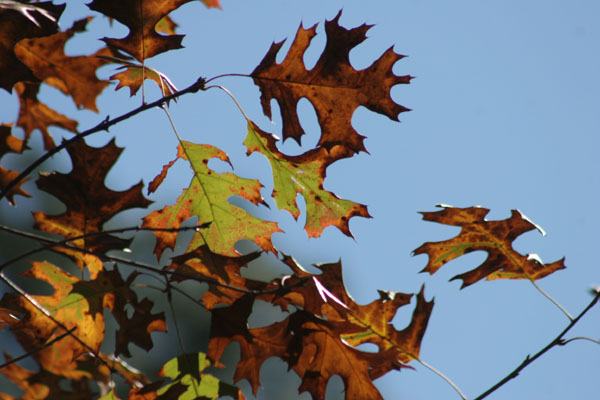 oak leaves