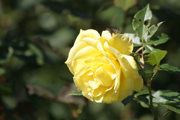 yellow rose
