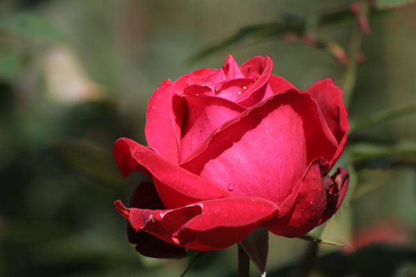 pink-red rose