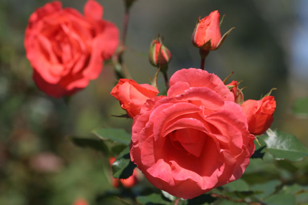 pale red roses