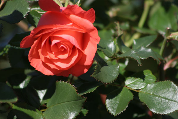 pale red rose