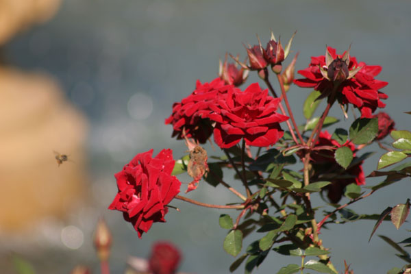 red roses, bee, fountain