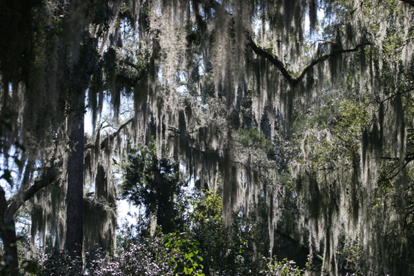 more spanish moss