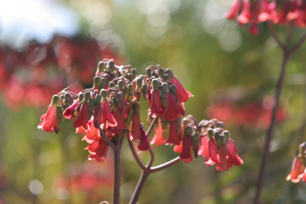 arid garden red blossoms