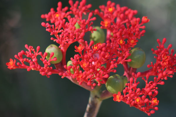 if only i remembered