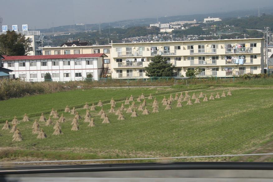 Fields and dormitories